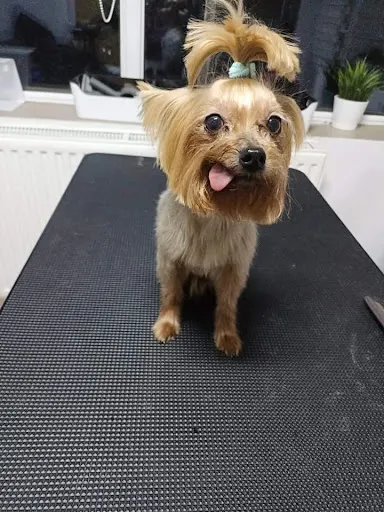 CEZAR PSI SALON PIĘKNOŚCI